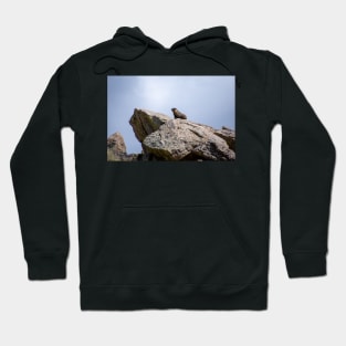 Marmot on Rock Hoodie